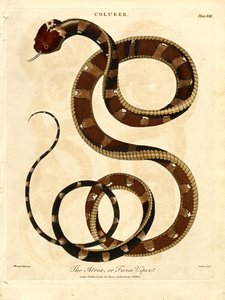 The Atropos or Fierce Viper by John Pass