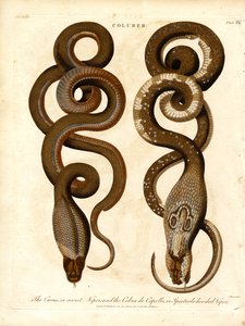 The Cæcus or Secret Viper and the Cobra de Capello or Spectacle-hooded Viper by John Pass