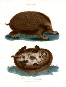 The Common Hedgehog by John Pass