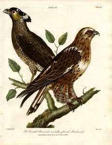 The Crested Buzzard and the Gloved Buzzard by John Pass