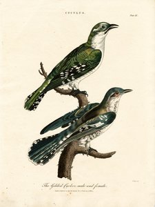 The Gilded Cuckoo Male and Female by John Pass
