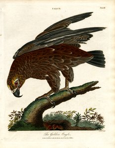 The Golden Eagle by John Pass