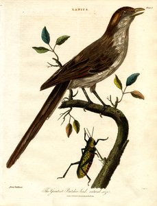 The Greatest Butcher-bird, natural size by John Pass