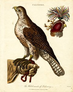 The Habiliments of Falconry by John Pass