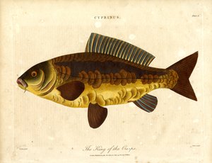 The King of the Carps by John Pass