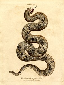 The Lachesis or Fatal Viper