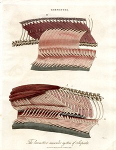 The Locomotive Muscular System of Serpents by John Pass