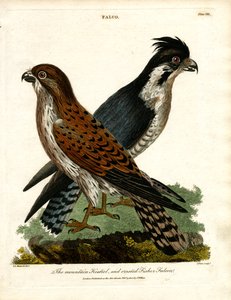 The Mountain Kestrel and Crested Fisher Falcon by John Pass