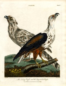 The Noisy Eagle and the Long-tailed Eagle by John Pass