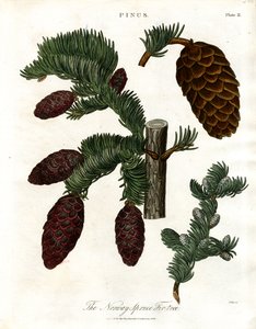 The Norway Spruce Fir-tree