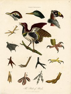 The Parts of Birds by John Pass