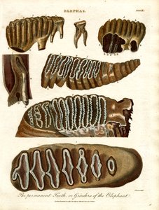 The Permanent Teeth or Grinders of the Elephant by John Pass
