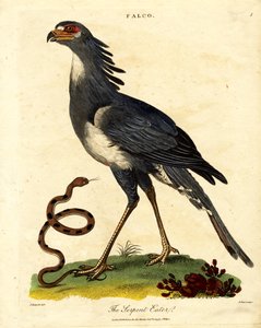 The Secretary Bird or Serpent Eater by John Pass