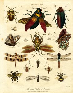 The Seven Orders of Insects by John Pass