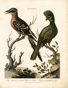 The Touraco and the Great Spotted Cuckoo by John Pass