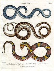 Three Different Species of Vipers by John Pass