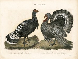 Turkeys by John Pass