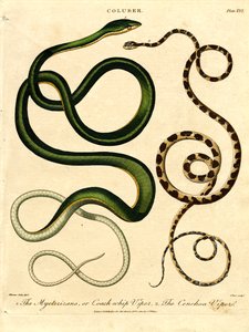 Various Snake Species
