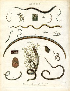 Various Species of Ascarides by John Pass