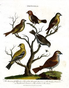 Various Species of Finches by John Pass