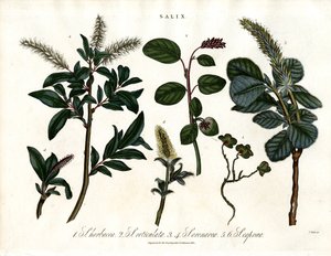 Various Willow Species (Salix) by John Pass