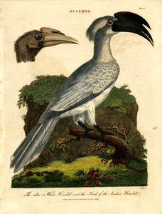 White Hornbill and Indian Hornbill by John Pass