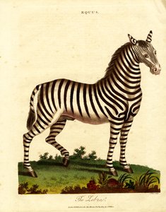 Zebra