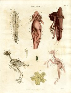 Zoological Anatomical Illustrations (Plate XV) by John Pass