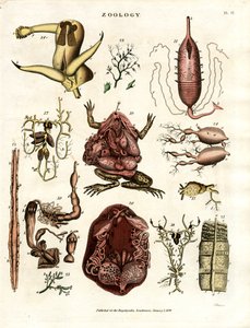 Zoology Plate II: Anatomical Illustrations of Various Animals and Organs by John Pass