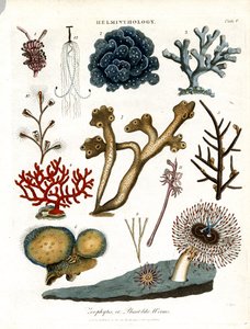 Zoophytes or Plant-like Worms by John Pass