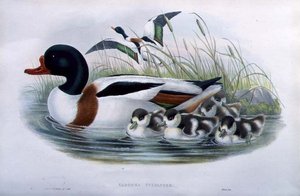 Sheldrake (Tadorna Vulpanser) by John and Richter Henry Constantine (after) Gould