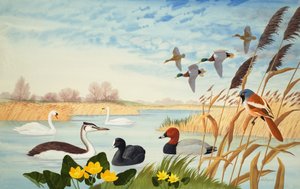 Nature Scene