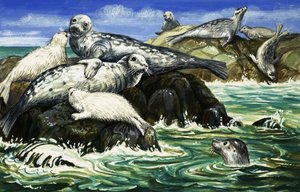 Our Sea Friend The Seal