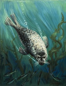 Our Sea Friend The Seal