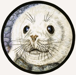 Our Sea Friend The Seal