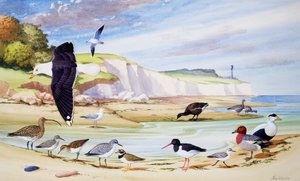 Sea Birds