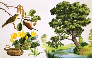 The Alder Tree and what you might find around it