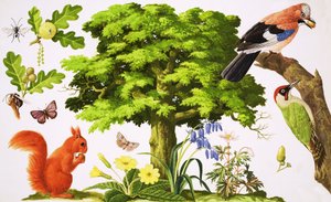 The Wonderful Oak Tree