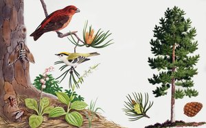 The Pine Tree and Its Inhabitants