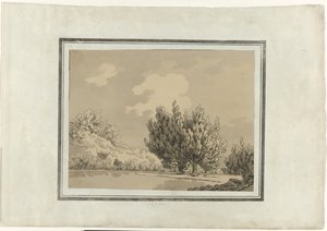 Poplar