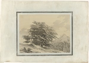Cedar by John Robert Cozens