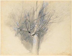 Budding Sycamore by John Ruskin