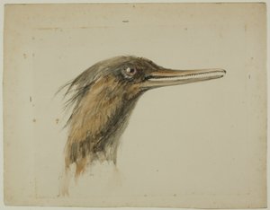 Merganser