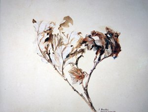 Study of Oak Leaves