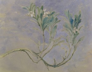 Study of a Sprig of a Myrtle Tree by John Ruskin