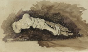 The Bones of a Female Human