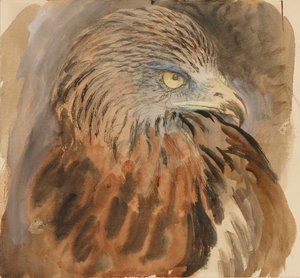 The Head of a Kite, from Life, 30 August - 1 September 1870 by John Ruskin