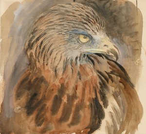 The Head of a Kite, from Life by John Ruskin