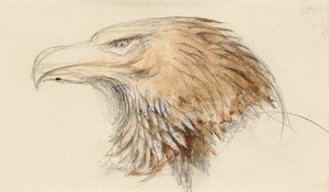 The Head of a common Golden Eagle, from Life, 8-11 September 1870 by John Ruskin