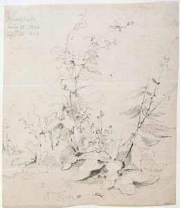 Study of Weeds, Kirkstall by John Sell Cotman